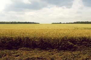 Assurances vie en 2025 : tendances et conseils pour FR